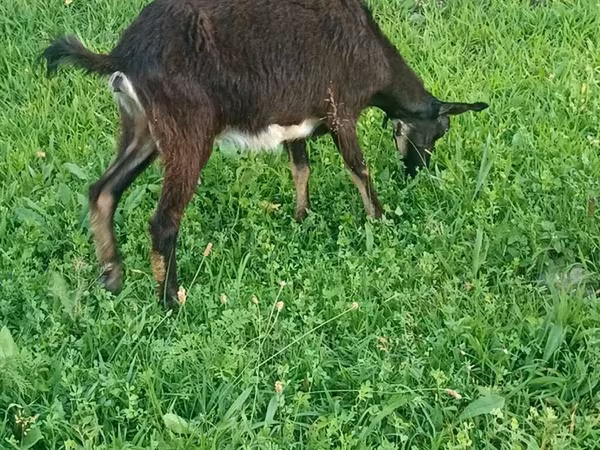 Ziege, Ziegen