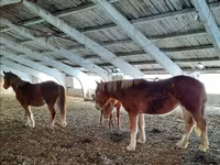 Caballo, Caballos — foto 5
