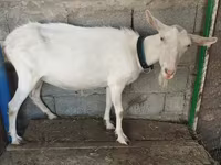 Goat, Saanen goat — photo 4