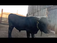 ثور, Swiss cattle — الصورة 1