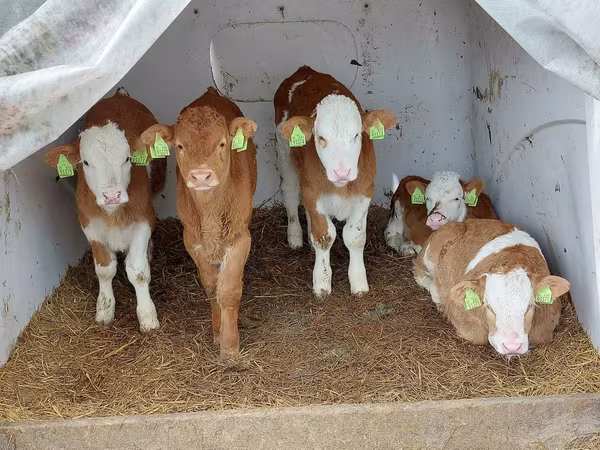 Bulle, Simmental cattle