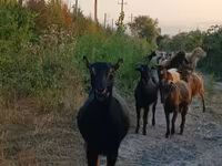 Ешкі, Damask goat — 4-сурет