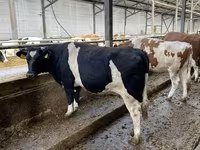 Vaca, Russian Black pied cattle — foto 4