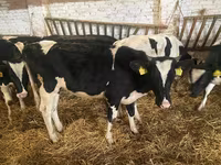 Kuh, Russian Black pied cattle — Foto 7