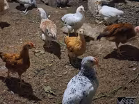 Chickens — الصورة 2