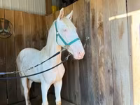 Hengst, Rocky Mountain Horse — Foto 5