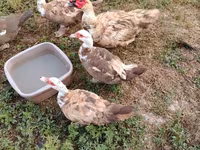 Ducks — foto 4