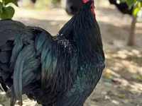 Australorp — Foto 2