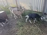 Ziege, Alpine goat — Foto 2