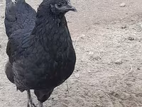 Australian Pit Game fowl — Foto 3