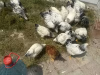 Chickens — photo 5