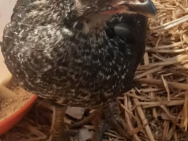 澳大利亚坑斗鸡