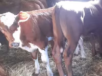 Bulle, Simmental cattle — Foto 3