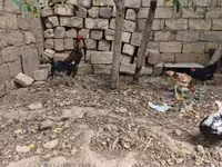 Chickens — फ़ोटो 8
