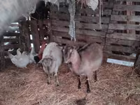 बकरी, Nubian Goat — फ़ोटो 6