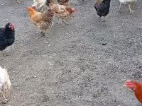 Chickens — foto 2