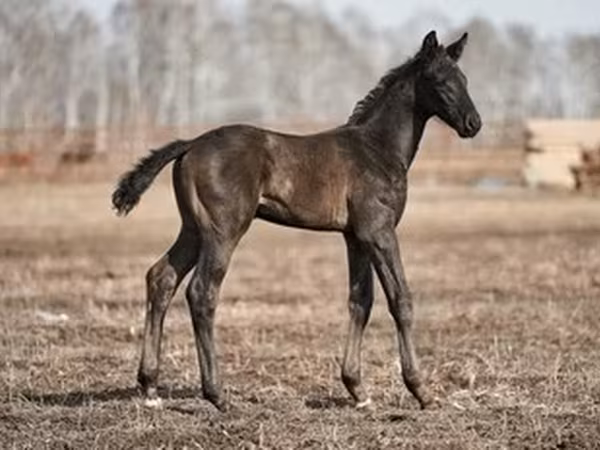 Trakehner