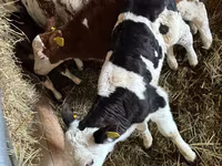 Rinder (Partie, Geschlecht nicht angegeben), Simmental cattle — Foto 2