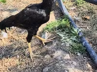 Chickens — फ़ोटो 3