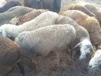 公羊, Edilbay sheep — 照片 8