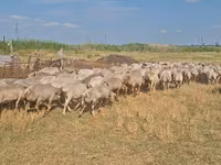 Oveja, Ovejas — foto 3