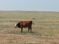 Rinder (Partie, Geschlecht nicht angegeben), Simmental cattle — Foto 5