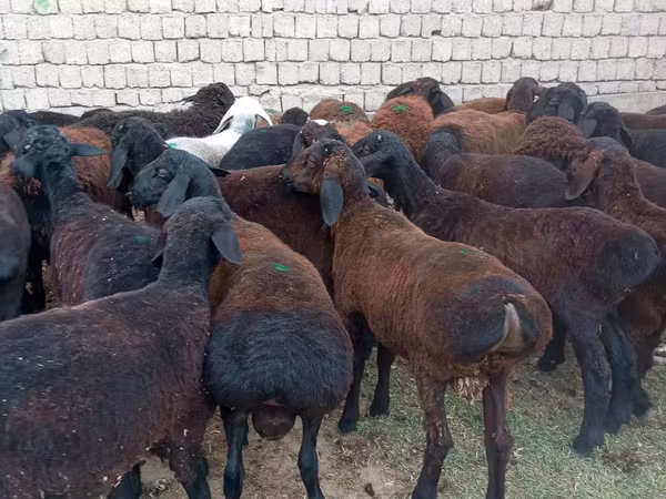 Qoç, Qoyunlar