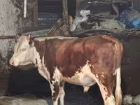 Cow, Simmental cattle — photo 1