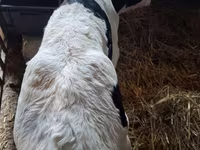 ثور, Russian Black pied cattle — الصورة 2