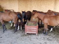 Caballo, Caballos — foto 4