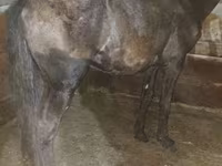 Caballo, Caballos — foto 1