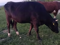 Kuh, Simmental cattle — Foto 4