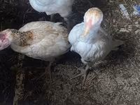 Chickens — 1-rasm