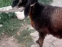 Qoç, Qoyunlar — foto 7