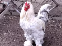 Brahma — Foto 3