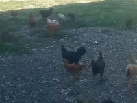 Chickens — Foto 1