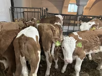 Toro, Simmental cattle — foto 3