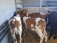 Bulle, Simmental cattle — Foto 2
