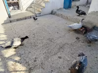 Hausente — Foto 3