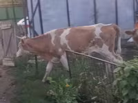 Vaca, Simmental cattle — foto 2