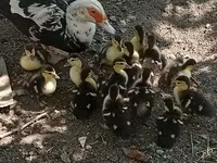 Ducks — Foto 1