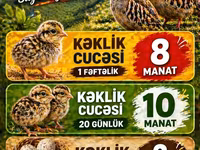 Quails — фото 1