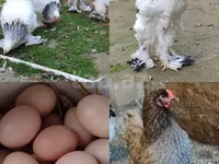 براهما — الصورة 1