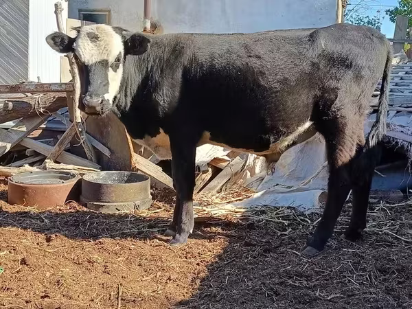 Bulle, Kasachische Weißkopfkuh