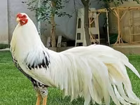 Chickens — foto 6