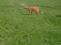 Cabro, Cabras — foto 5