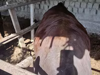 公牛, Red Estonian cattle — 照片 1