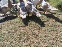 Ducks — 1-сурет