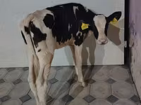 Kuh, Holstein-Rasse — Foto 4