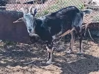 عنزة, Alpine goat — الصورة 2
